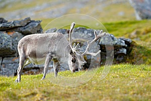 Wild animal from Norway. Reindeer, Rangifer tarandus, with massive antlers in the green grass and blue sky, Svalbard, Norway.