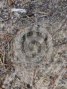 Wild animal pawprint in the gray sand, wolf, dog