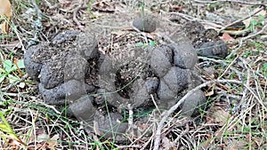 Wild animal poop in the woods. Round poop and unformed shit . The animal is not quite healthy