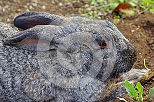 Wild animal. Profile of gray rabbit