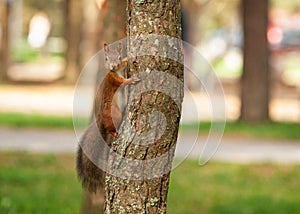 Wild animal. Red squirrel in autumn park