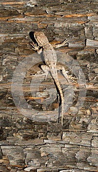 Wild Animal Sagebrush Lizard Forest Reptile Sceloporus Graciosus