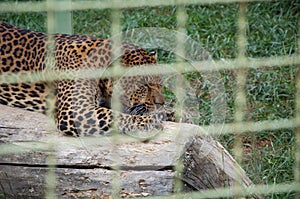 Wild animal and wildlife. Animal in zoo. Sri Lankan leopard in zoo park. Wildlife and fauna. Panthera cat. Sri Lankan leopard.