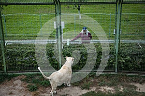 Wild animal and wildlife. Animal in zoo. White lion lioness in zoo park. Wildlife and fauna. Panthera leo krugeri walking and