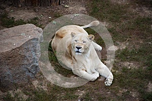 Wild animal and wildlife. Animal in zoo. White lion lioness in zoo park. Wildlife and fauna. Panthera leo krugeri. White lion