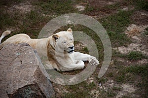 Wild animal and wildlife. Animal in zoo. White lion lioness in zoo park. Wildlife and fauna. Panthera leo krugeri. White lion