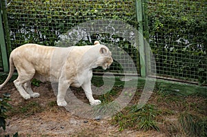 Wild animal and wildlife. Animal in zoo. White lion lioness in zoo park. Wildlife and fauna. Panthera leo krugeri. White lion