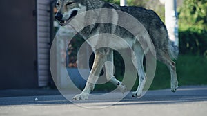 Wild animal wolf in city. Gray wolves into the village.