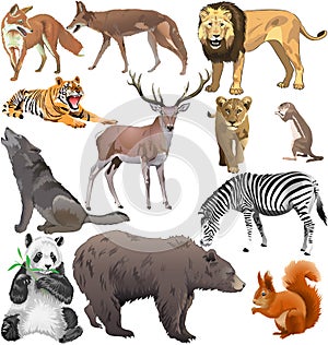 Wild animals