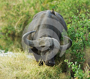 Wild animals of Africa: african buffalo