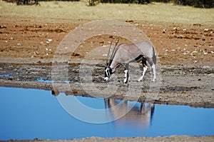 Wild animals of Africa: Gazelles