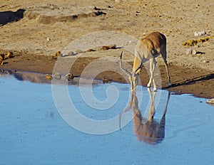 Wild animals of Africa: Gazelles