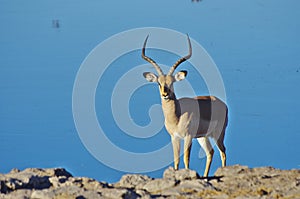 Wild animals of Africa: Gazelles