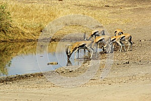 Wild animals of Africa: Gazelles