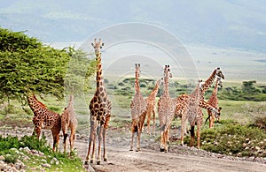 Wild animals of Africa, herd of giraffes crossing the road.