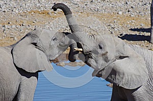 Wild animals of Africa: two young elephants playing