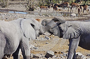 Wild animals of Africa: two young elephants playing