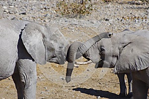 Wild animals of Africa: two young elephants playing