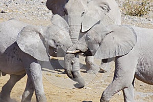 Wild animals of Africa: two young elephants playing