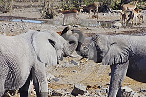 Wild animals of Africa: two young elephants playing