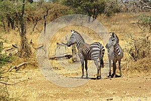 Wild animals of Africa: zebras