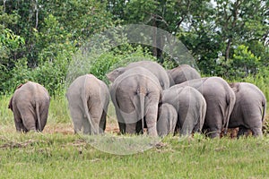 Wild animals, Asian wild elephants in Khao Yai National Park.Thailand