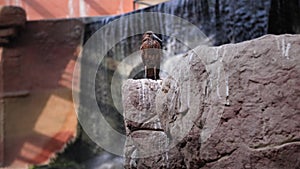 wild animals, a beautiful brown bird sits on a stone against the backdrop of a waterfall in the zoo