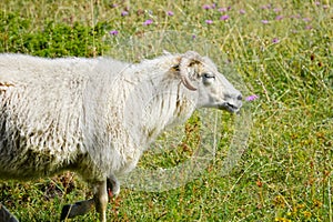 Wild animals with broken horns- sheep portrait. Farmland View of a running Woolly Sheep in a Green Field