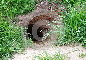 Wild animals burrow