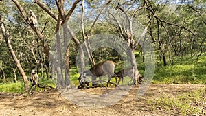 Wild animals in a clearing in the jungle. Mom and baby Indian deer sambar