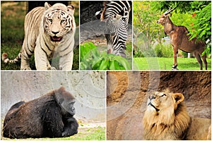 Wild Animals Collage