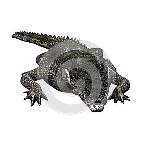 Wild animals - crocodile - isolated on white background