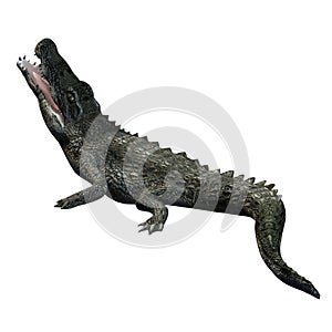 Wild animals - crocodile - isolated on white background