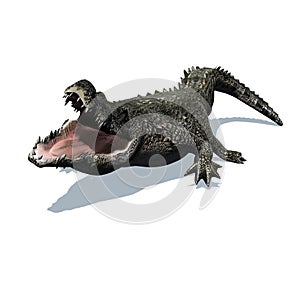 Wild animals - crocodile with shadow on the floor - isolated on white background