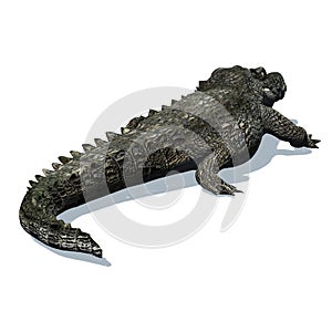 Wild animals - crocodile with shadow on the floor - isolated on white background