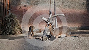 wild animals, cute herbivorous antelopes eating grass in paddock, Kirk's dik-dik Madoqua kirkii