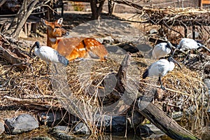 Wild animals, Deer and African sacred ibis