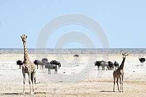 Wild animals in Etosha National park with severe drought. Two giraffes, herd of gnus and ostrich. Namibia