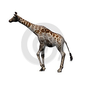 Wild animals - giraffe - isolated on white background