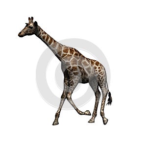 Wild animals - giraffe - isolated on white background