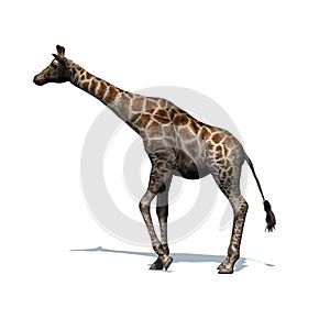 Wild animals - giraffe with shadow on the floor - isolated on white background