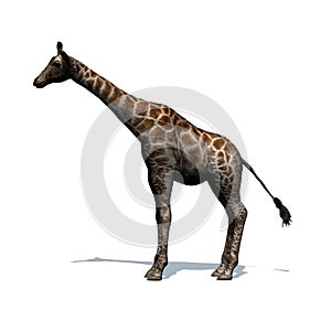 Wild animals - giraffe with shadow on the floor - isolated on white background