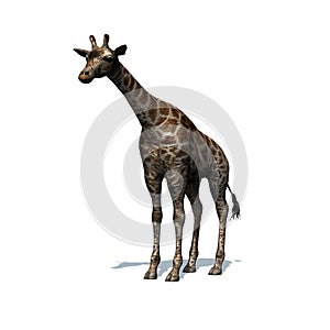 Wild animals - giraffe with shadow on the floor - isolated on white background