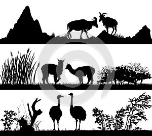 Wild animals (goat, alpaca, ostrich) in different habitats