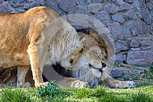 wild animals lion and lioness in the zoo