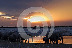 Wild animals parading at the water hole near okaukuejo camp etosha national park in Namibia