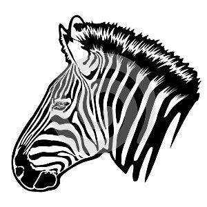 Wild animals of the prairie, ebra head on a white background. Drawing for t-shirt