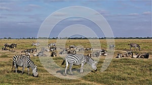 Wild animals in the savannah of Kenya. Group of zebras, impalas and wildebeests