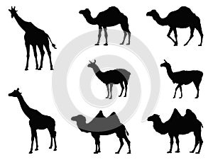 Wild animals silhouette - undomesticated animal species