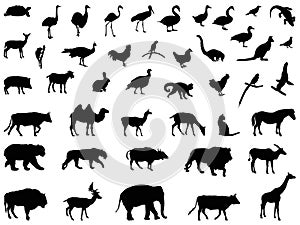 Wild animals silhouette - undomesticated animal species